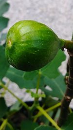 Close-up of wet fruit on plant