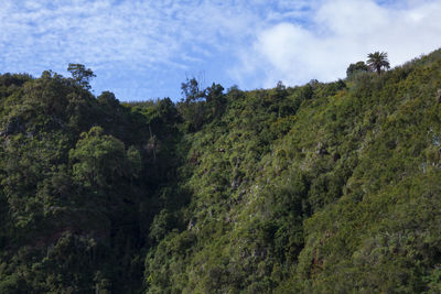 Scenic view of forest against sky