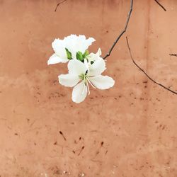 Close-up of white flowers blooming outdoors