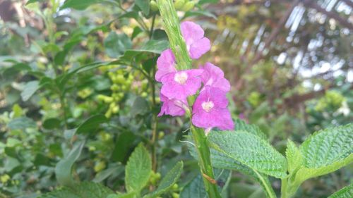 Close-up of pink flowers blooming outdoors