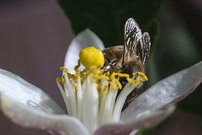 Close-up of butterfly pollinating on flower