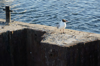 Seagull perching on wooden post