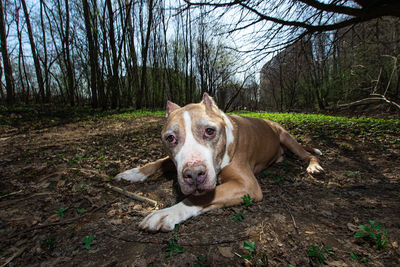Portrait of dog on field in forest