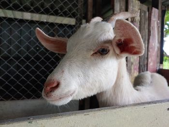 Close-up of goat in pen