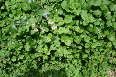 Full frame shot of plants