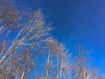 Low angle view of trees against blue sky