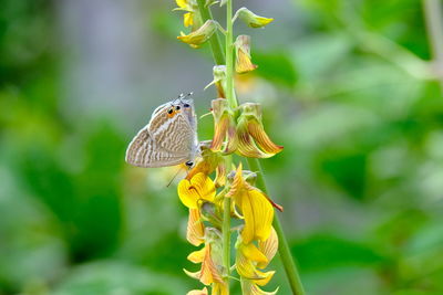 Close-up of butterfly pollinating on yellow flower