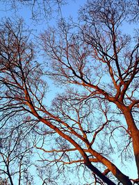 Low angle view of bare trees against blue sky