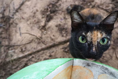 Portrait of black cat