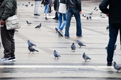 Low section of people with pigeons on footpath