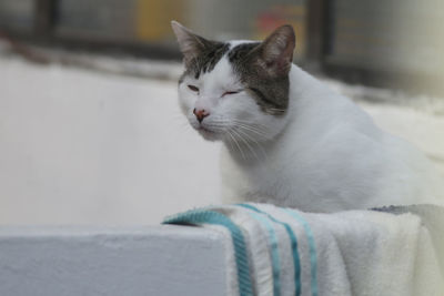 Close-up of a cat looking away