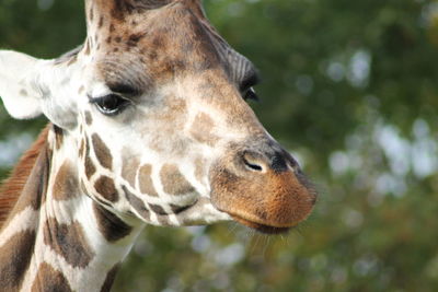 Close-up of a giraffe