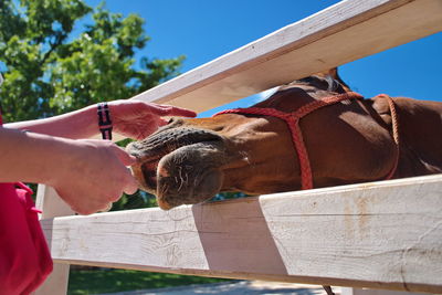 Closeup of horse in manege