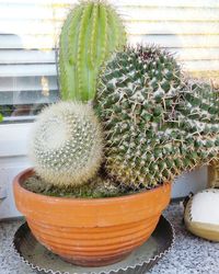 Close-up of cactus plant