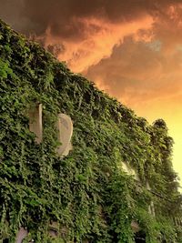 Trees against cloudy sky