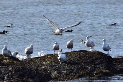 Seagulls flying over lake