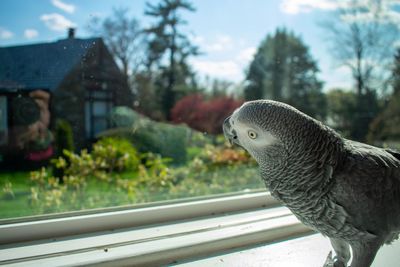 An african grey parrot standing on a windowsill next to a large window on a bright day