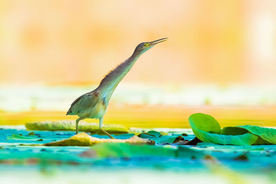 Close-up of bird perching on leaves