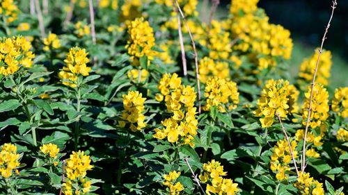 Close-up of yellow flowering plants on field