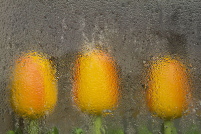 Orange flowers seen through wet glass