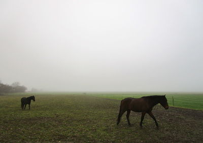 Horses in a field