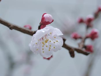 Close-up of cherry blossom