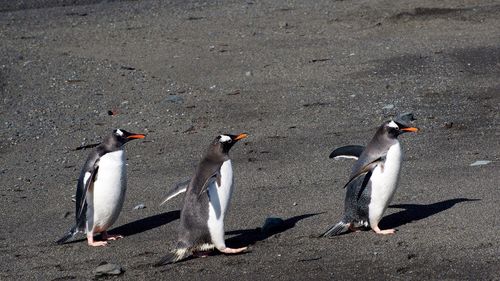 Close-up of birds in water