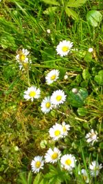 Close-up of white daisy flowers blooming in field