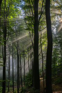 Trees in forest