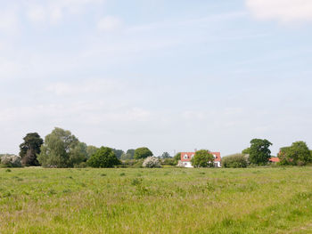 Trees on field against sky