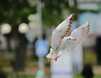 Close-up of bird flying outdoors