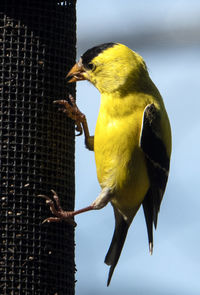 Bright yellow goldfinch