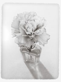 Close-up of white flowers over white background