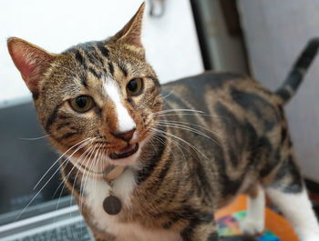 Close-up portrait of cat