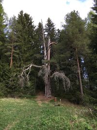 View of trees in forest