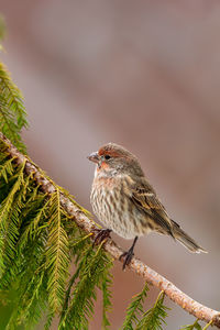 Close-up of bird perching on a branch