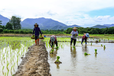 Farmers working in farm