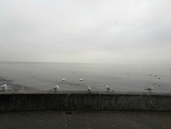 Birds flying over sea against sky