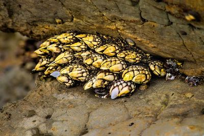 Close-up of an animal on rock at torrey pines. 