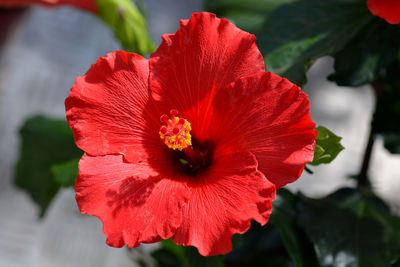 Close-up of red hibiscus flower