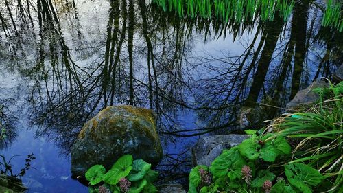 Reflection of trees in water