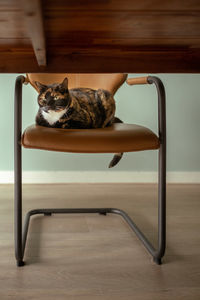 Cat sitting on chair at home