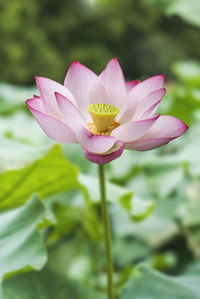 Close-up of pink water lily