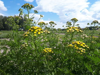 Close-up of yellow flowering plants on field