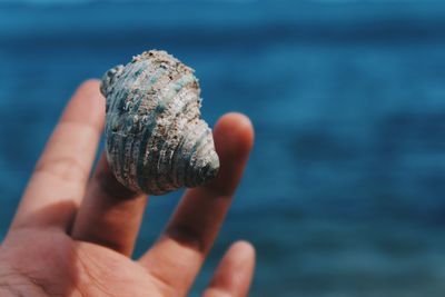 Close-up of hand holding seashell against sea