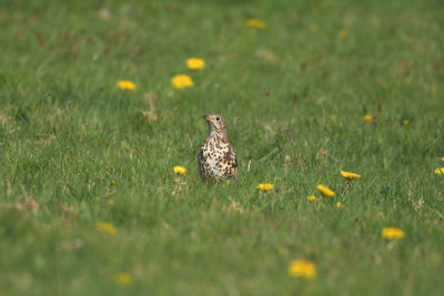 High angle view of bird on field
