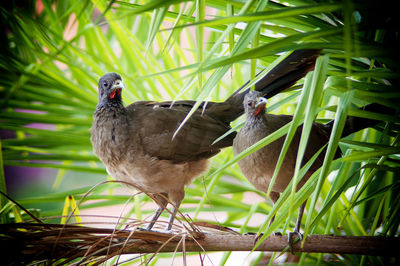 Close-up of bird perching on grass