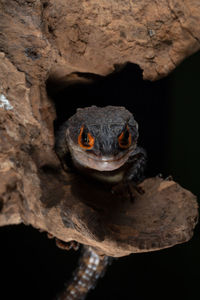 Close-up of lizard