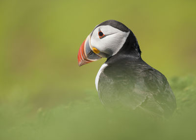 Close-up of bird