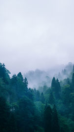 Trees in forest against sky